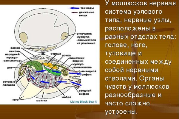 Актуальный адрес кракена